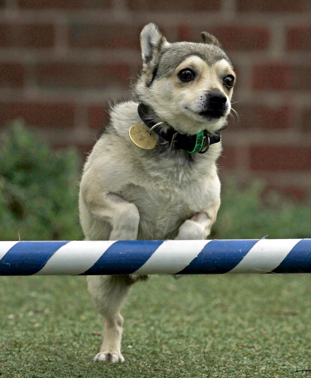 Astro Boy - Major Milestones - The Lost Dogs' Home