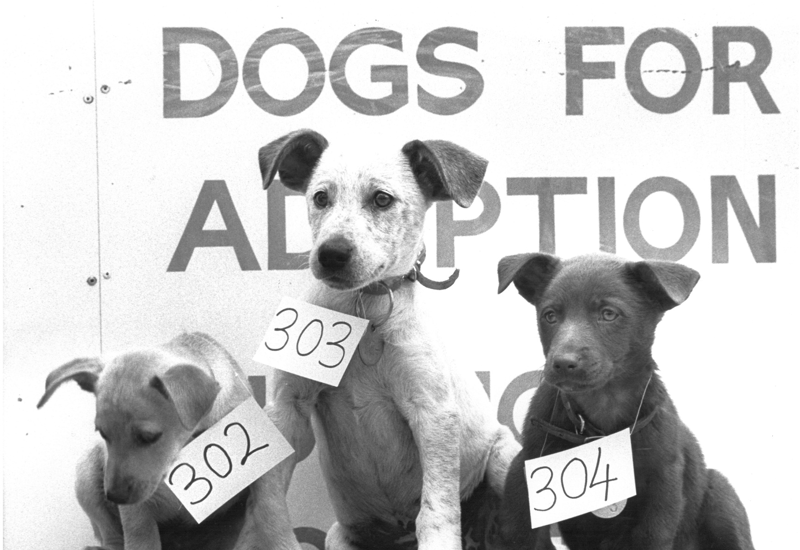 'Dogs for Adoption' The Lost Dogs' Home